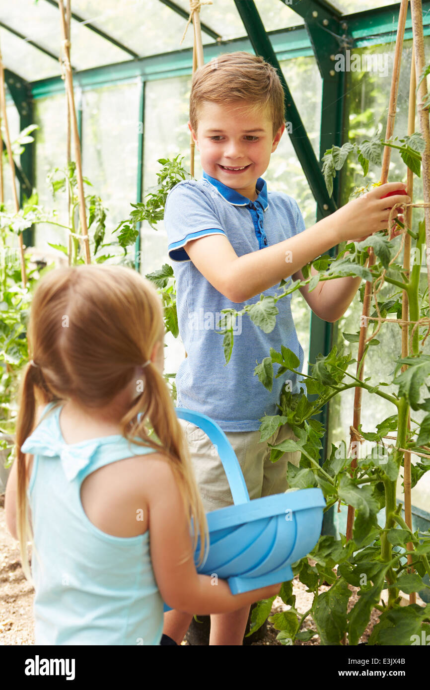 Kinder, die Ernte nach Hause angebauter Tomaten im Gewächshaus Stockfoto