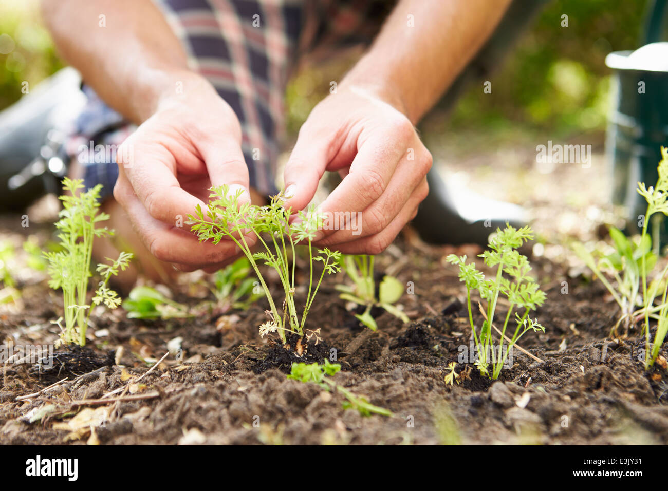 Nahaufnahme des Mannes Anpflanzen von Setzlingen im Boden auf Zuteilung Stockfoto