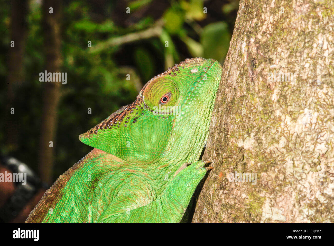 Madagaskar, Globe-gehörnte Chamäleon (Calumma Globifer) Stockfoto