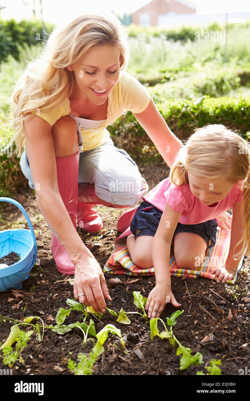 Mutter und Tochter Anpflanzen von Setzlingen auf Zuteilung Stockfoto