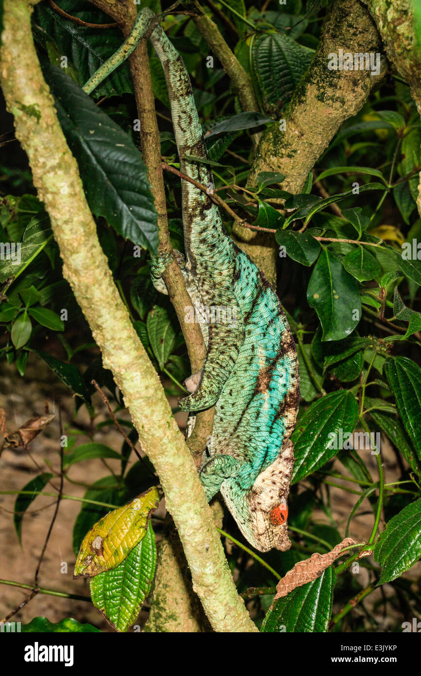 Madagaskar, Parsons Chamäleon (Calumma Parsonii) Stockfoto