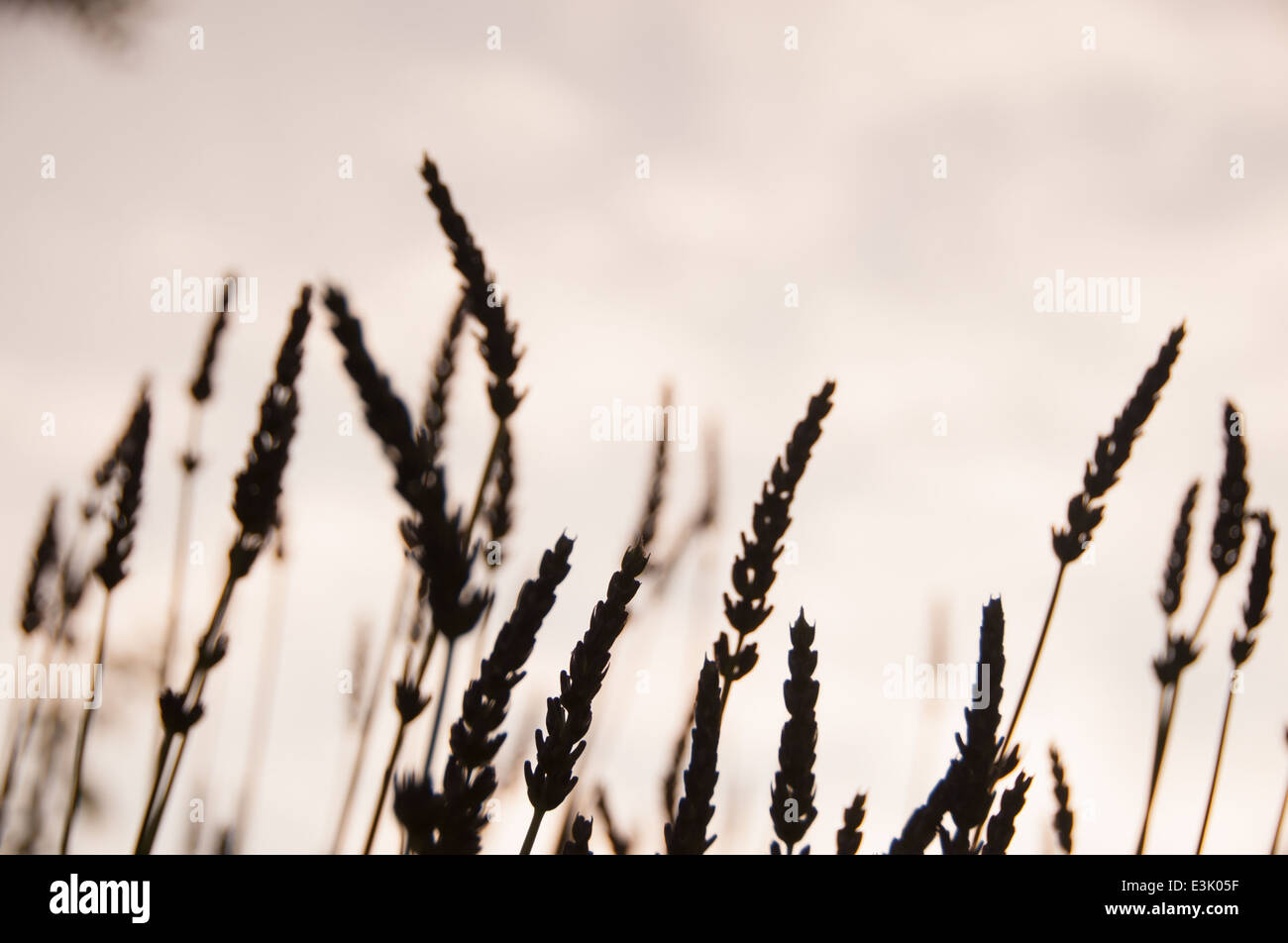 Lavendel-Silhouette in der Abenddämmerung Stockfoto