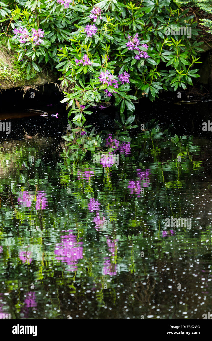 Rhododendron-Blüten spiegelt sich in einem Teich, Ballypatrick Forest County Antrim Northern Ireland Stockfoto