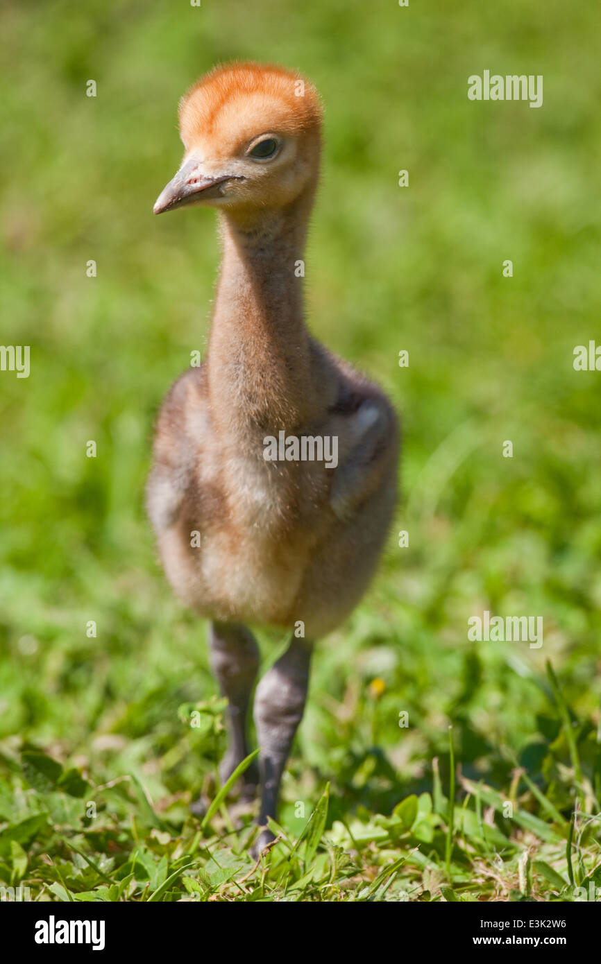 Blau, Paradies oder Stanley Kran (Anthropoides Paradisea). Zehn Tage alten Küken, auf der Suche nach Wirbellosen unter kurzen Rasen. Stockfoto