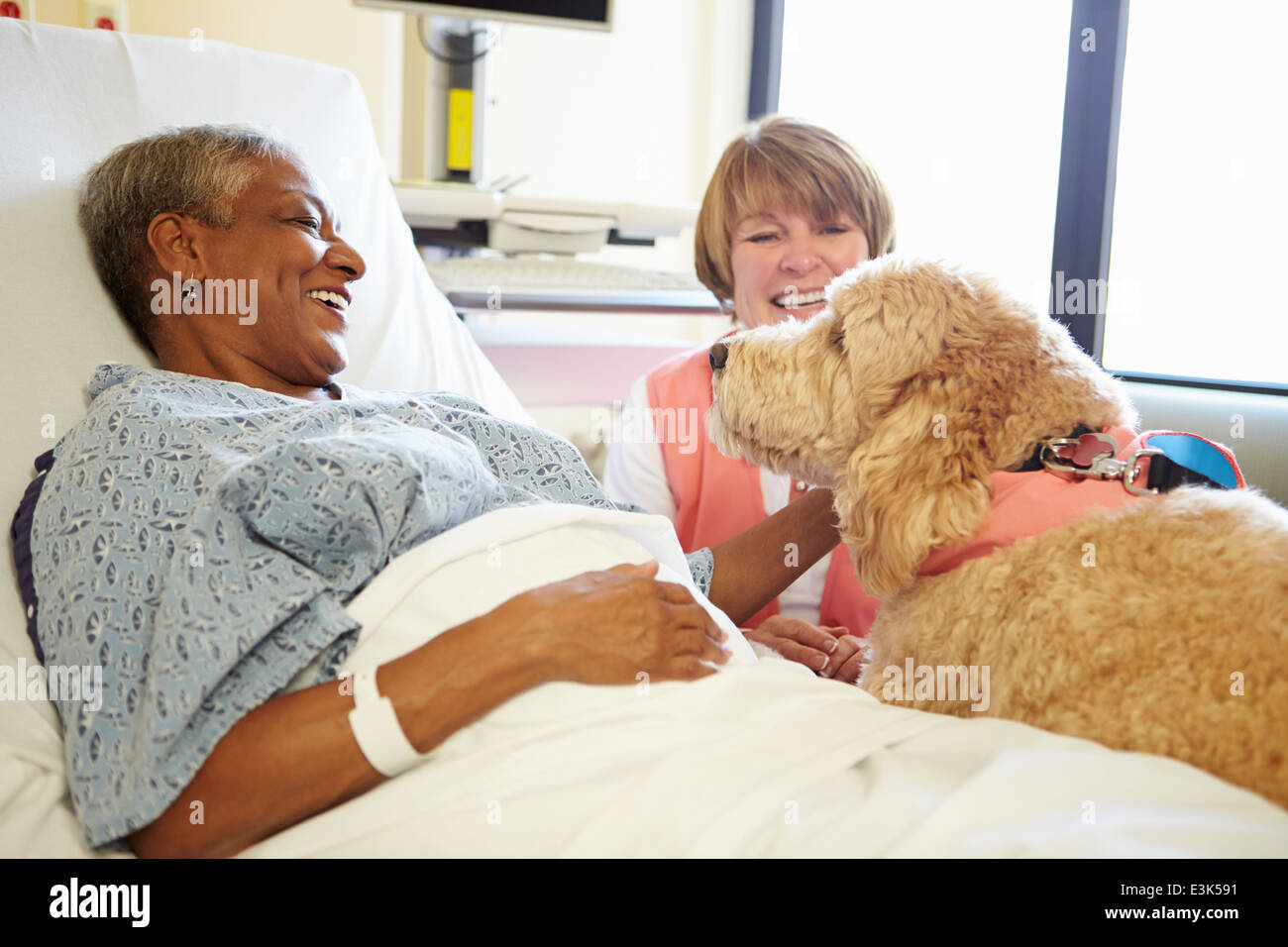 PET-Therapiehund Senior Patientin im Krankenhaus besuchen Stockfoto