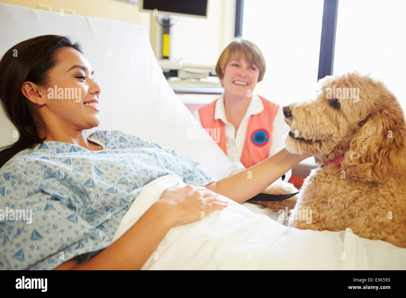 PET-Therapiehund Patientin im Krankenhaus besuchen Stockfoto