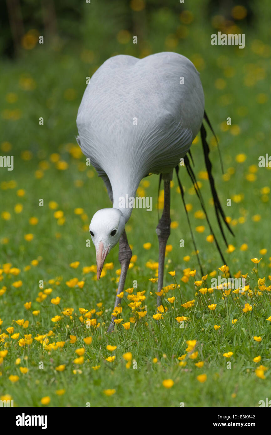 Blau, Paradies oder Stanley Kran (Anthropoides Paradisea). Erwachsenen Zucht männlich, stalking Wirbellose als Lebendfutter. Stockfoto