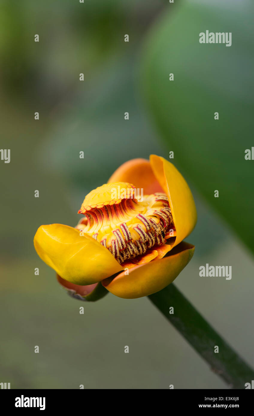 Nuphar lutea. Gelbe Seerose Blume Nahaufnahme. Stockfoto