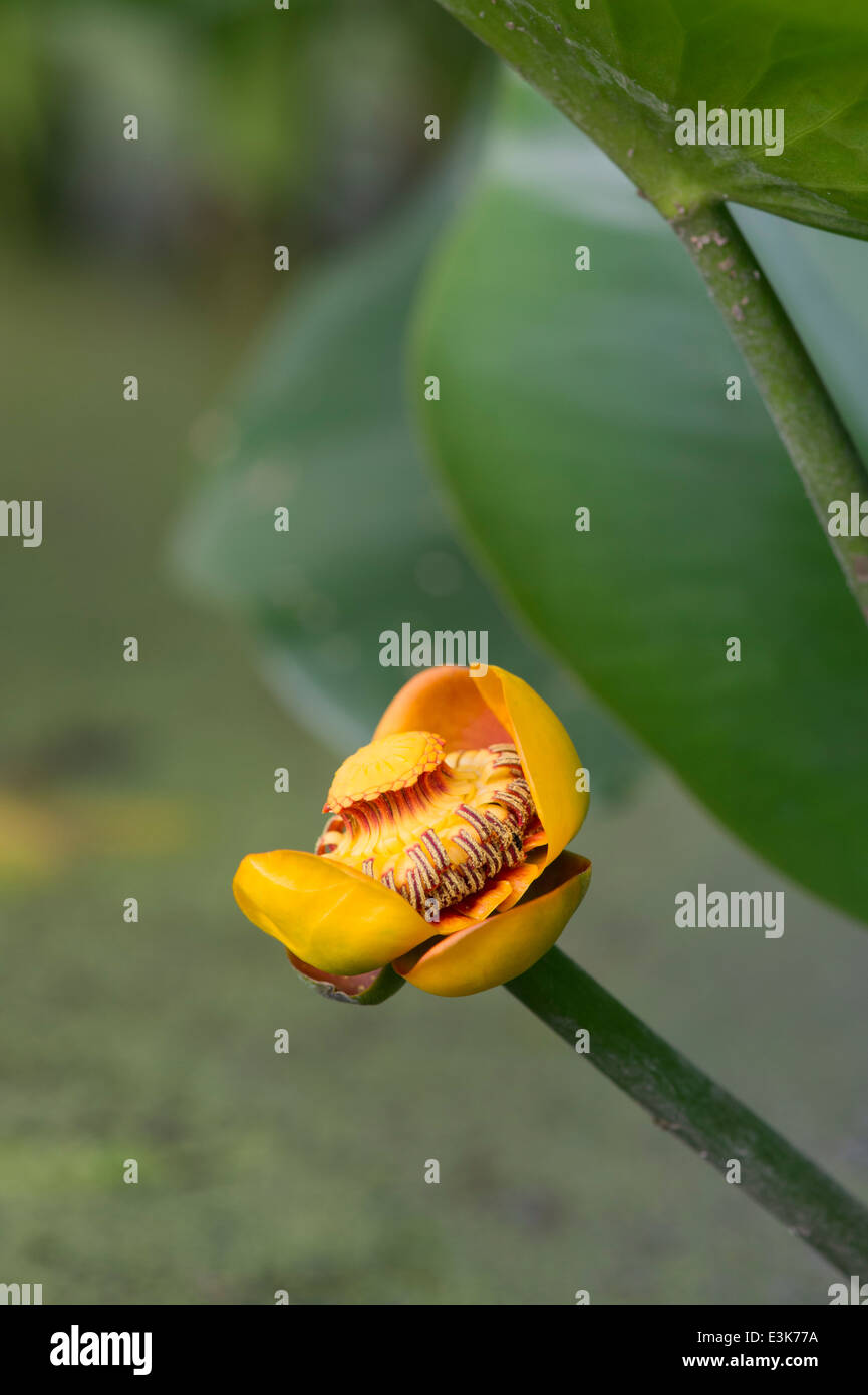 Nuphar lutea. Gelbe Seerose Blume Nahaufnahme. Stockfoto