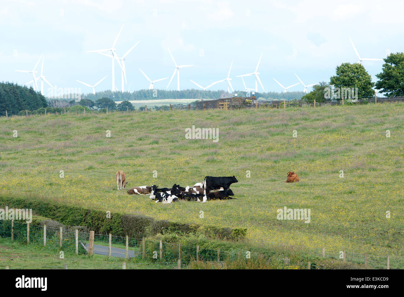 Milchkühe Rest in einem Feld mit den Turbinen Whitelee Windfarm in der Ferne. Stockfoto