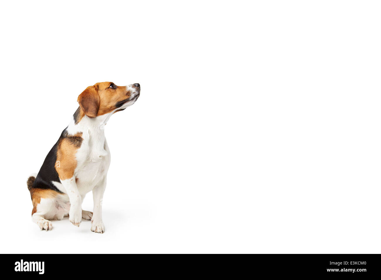 Studioportrait von Beagle Hund vor weißem Hintergrund Stockfoto