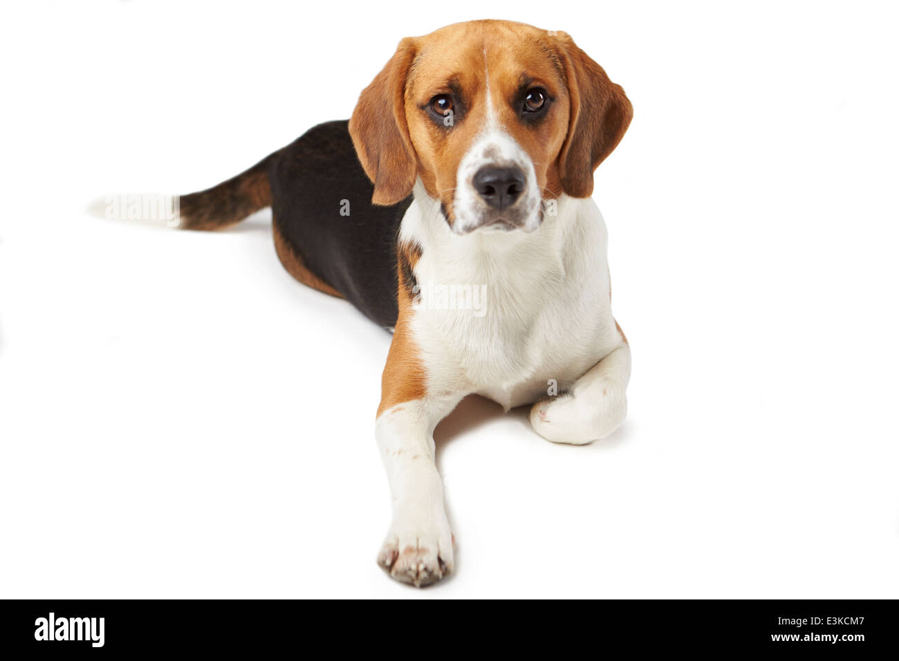 Studioportrait von Beagle liegend Hund vor weißem Hintergrund Stockfoto