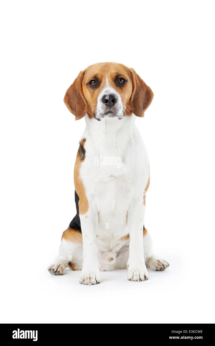 Studioportrait von Beagle Hund vor weißem Hintergrund Stockfoto