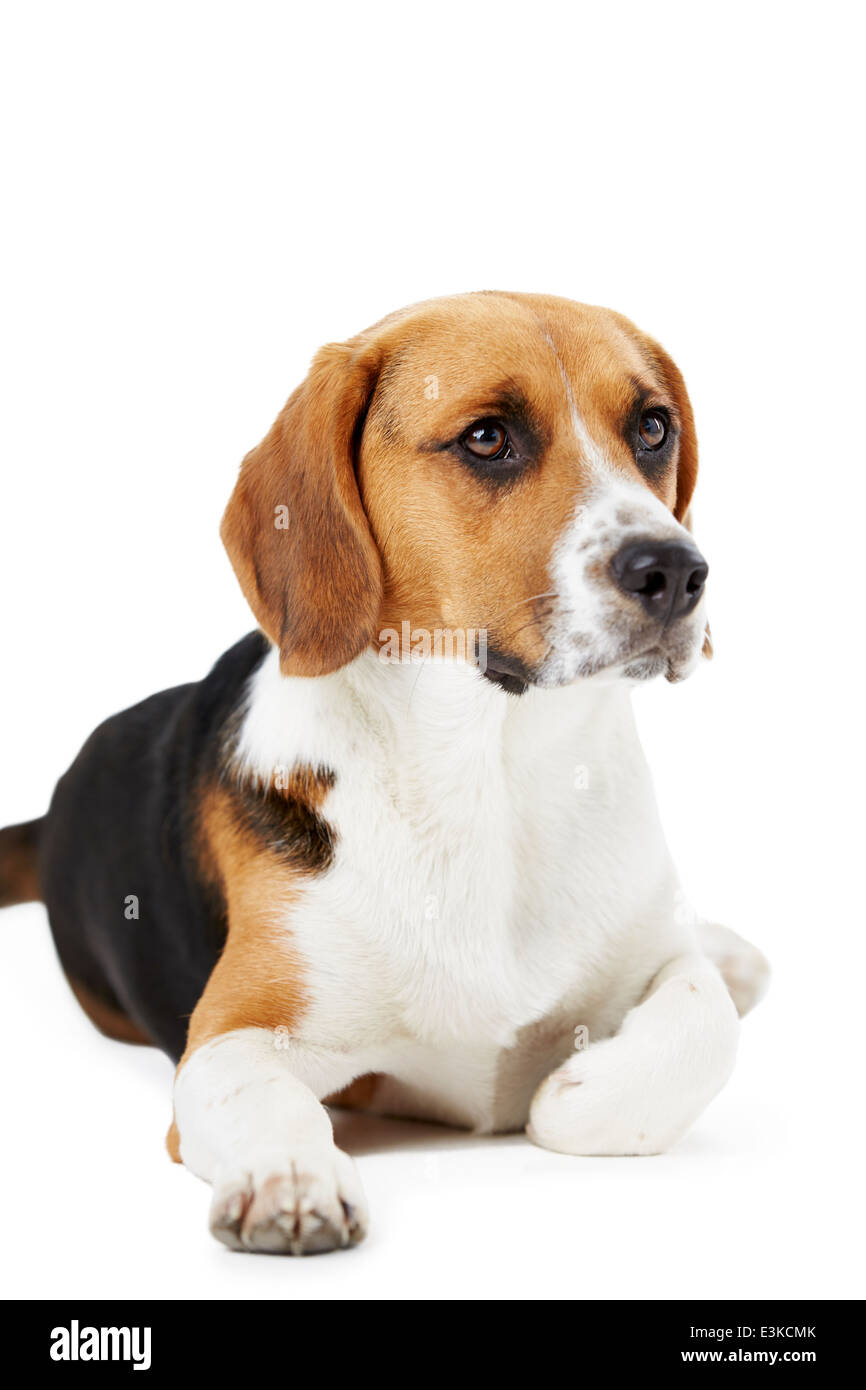 Studioportrait von Beagle liegend Hund vor weißem Hintergrund Stockfoto