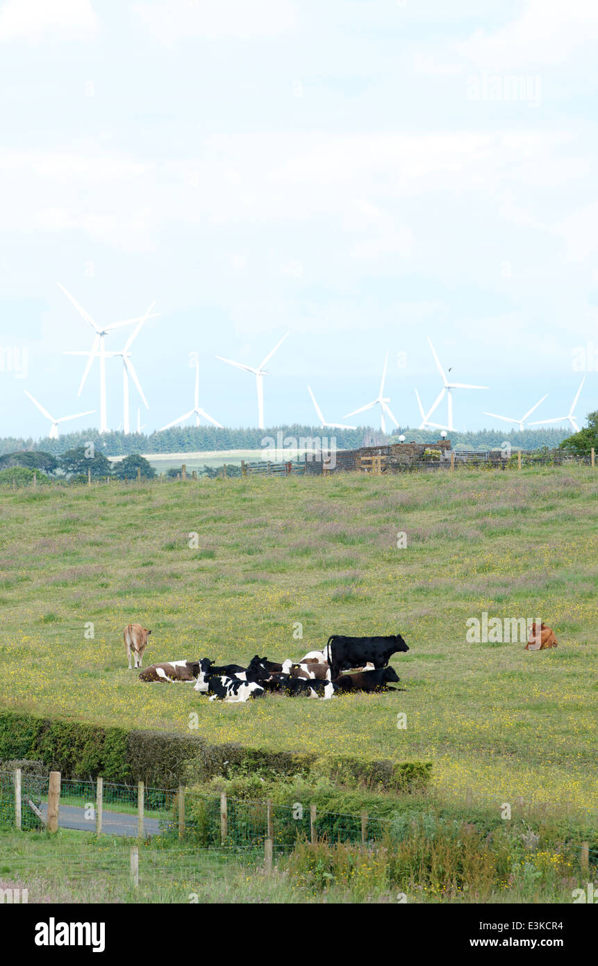 Milchkühe Rest in einem Feld mit den Turbinen Whitelee Windfarm in der Ferne. Stockfoto
