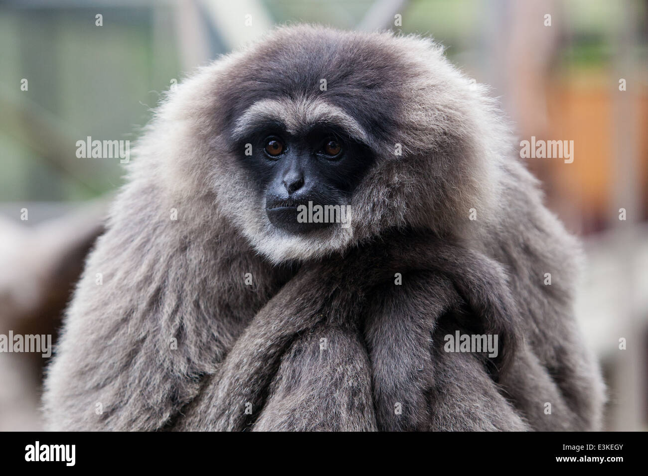 Eine silbrige Gibbon starrt in die Ferne Stockfoto