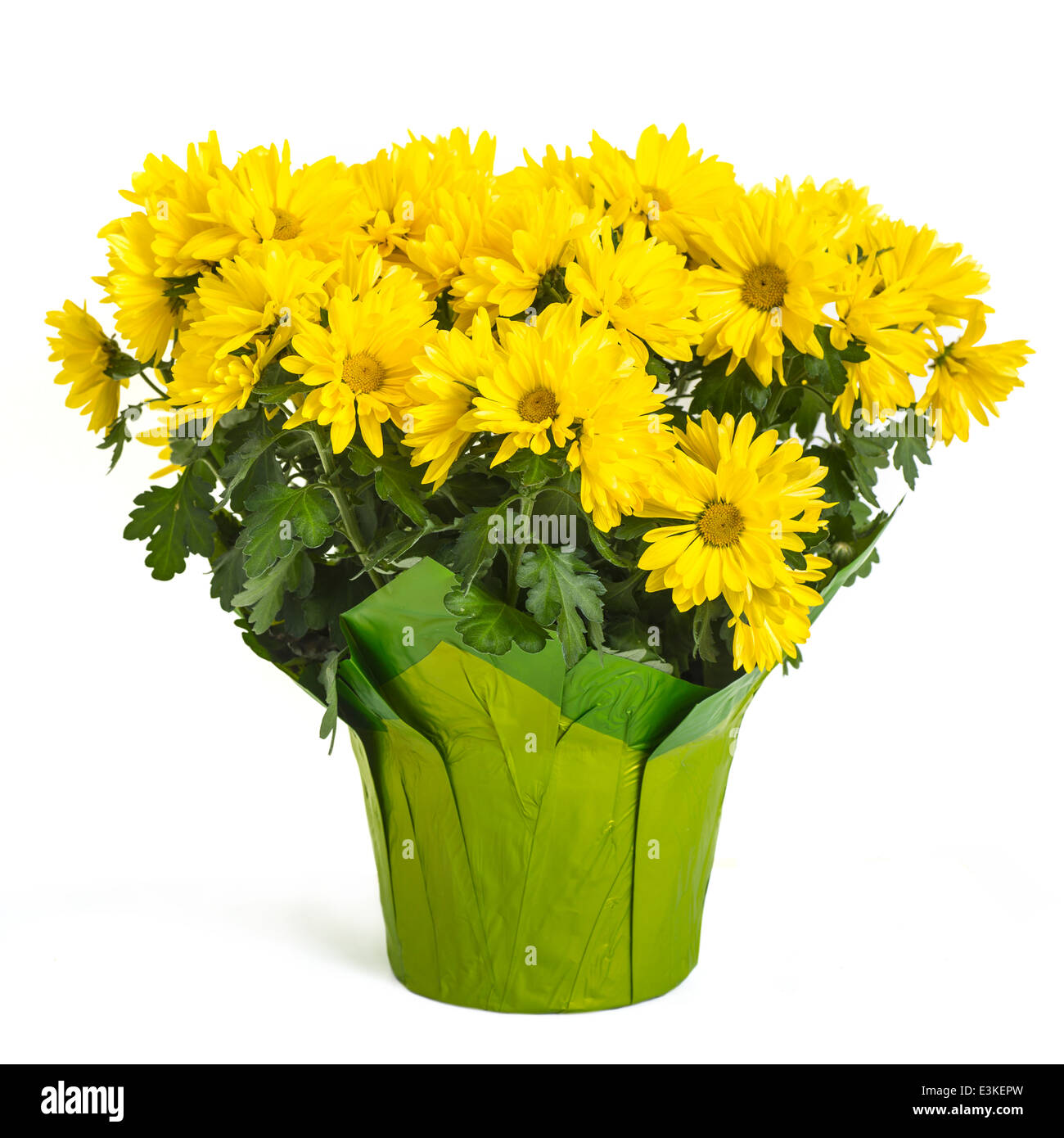 Einen Topf mit gelben Chrysanthemen. Stockfoto