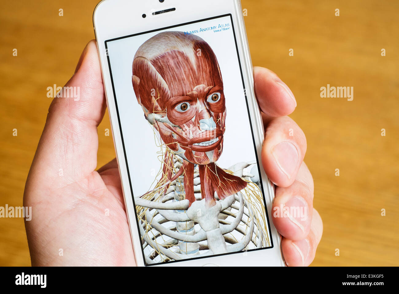 Detail der pädagogischen medizinischen 3D Anatomieatlas auf ein iPhone-Smartphone Stockfoto