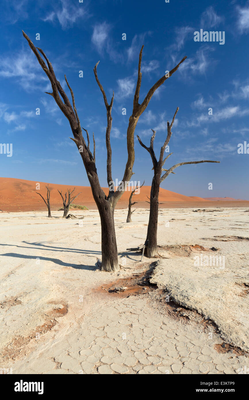 Ansicht der Toten Akazien und roten Dünen der Namib-Wüste, Deadvlei (Sossusvlei) von Namibia Stockfoto