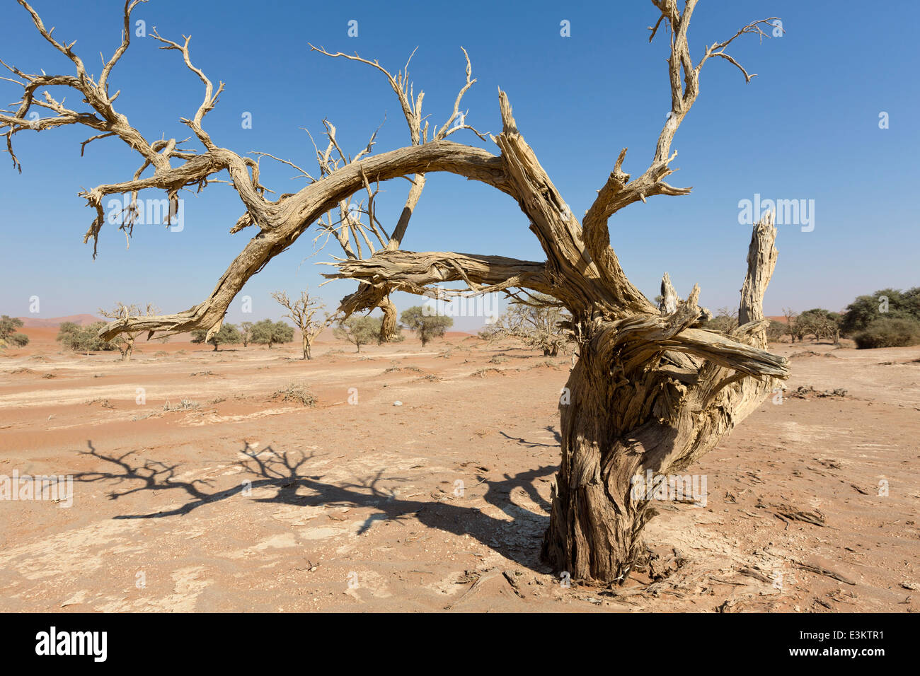 Toter Baum herum berühmten Dünen im Sossusvlei, Namib-Naukluft National Park of Namibia Stockfoto