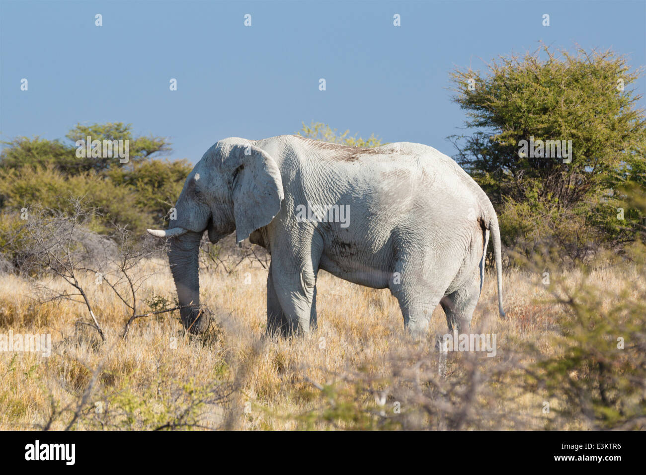Blick auf große afrikanische Elefantenbulle Stockfoto