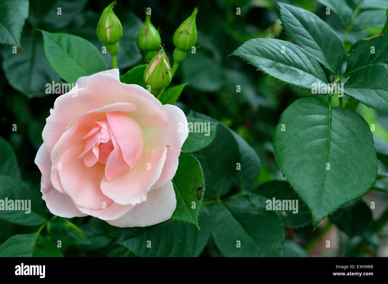 Rosenbusch mit einer einzigen Blume blühen Stockfoto