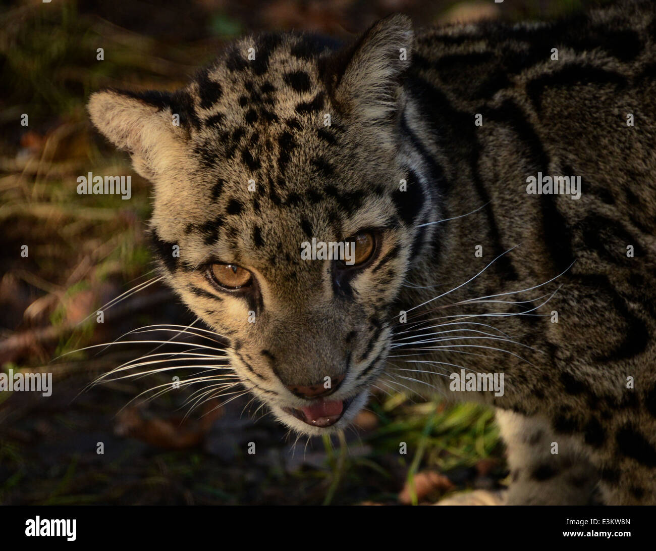 Amur Leoparden Stockfoto