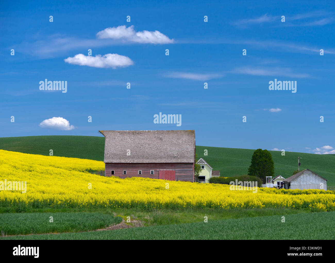 Palouse Land, Latah County, ID: Rote Scheune mit Hang des gelb blühenden Raps Feld Stockfoto