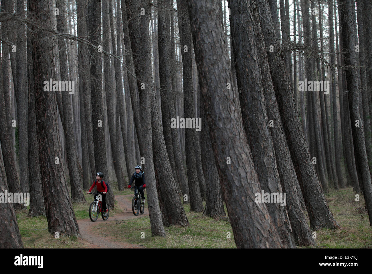 zwei Radfahrer Reiten Mountainbikes durch Kiefernwald in der Nähe von Hanmer Springs, Neuseeland Stockfoto