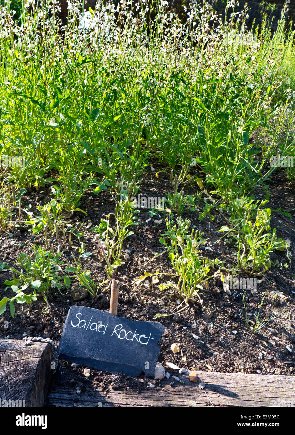 Raupe Sativa eine essbare einjährige Pflanze bekannt als Rucola wachsen in einem Gemüsegarten mit rustikalen Schiefer Namensmarke vor Stockfoto