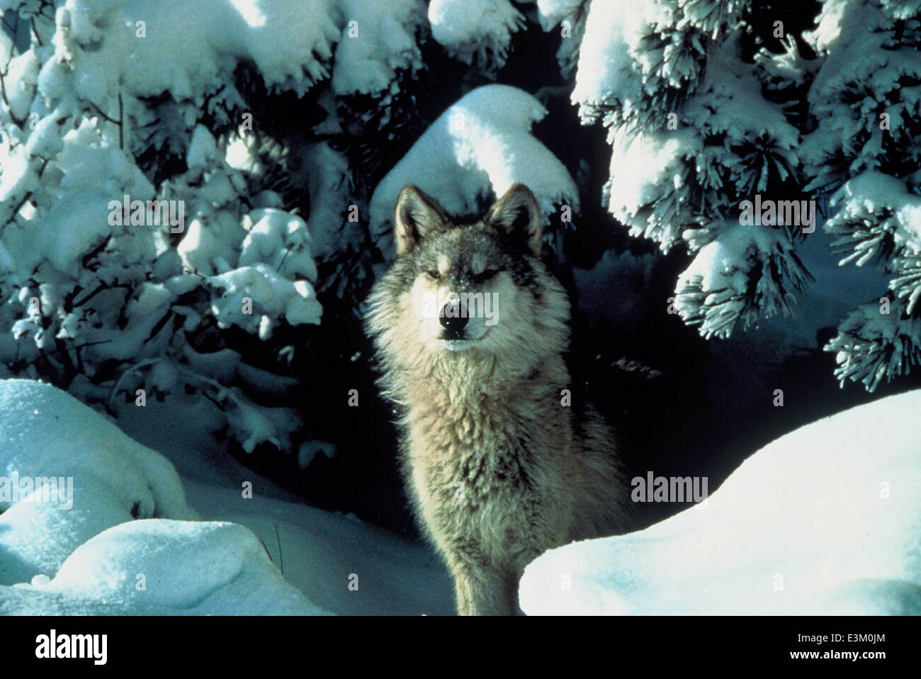 Der graue Wolf wird in vielen Regionen der Vereinigten Staaten als vom Aussterben bedrohte Art eingestuft. Die Erhaltungsbemühungen konzentrieren sich auf den Schutz dieses Spitzenräubers und die Wiederherstellung seiner Population in geeigneten Lebensräumen. Stockfoto
