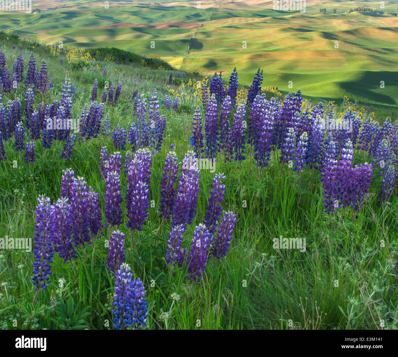 Palouse, Whitman County, WA: Lupinen blühen auf Steptoe Butte Stockfoto