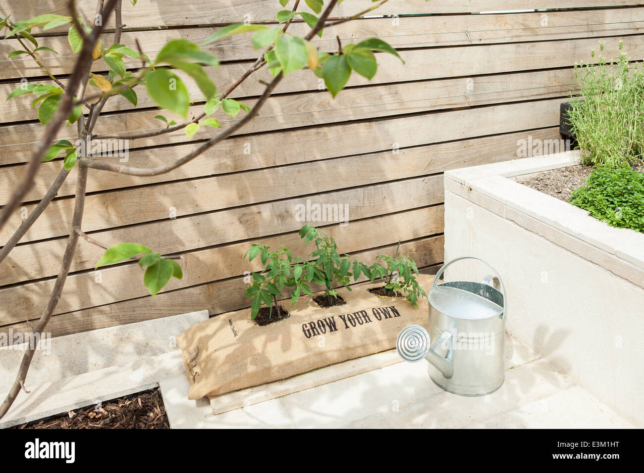 Einige Tomaten wachsen in einer hessischen Tasche, die gedruckt wird mit "grow your own" in einem Hinterhof Stockfoto