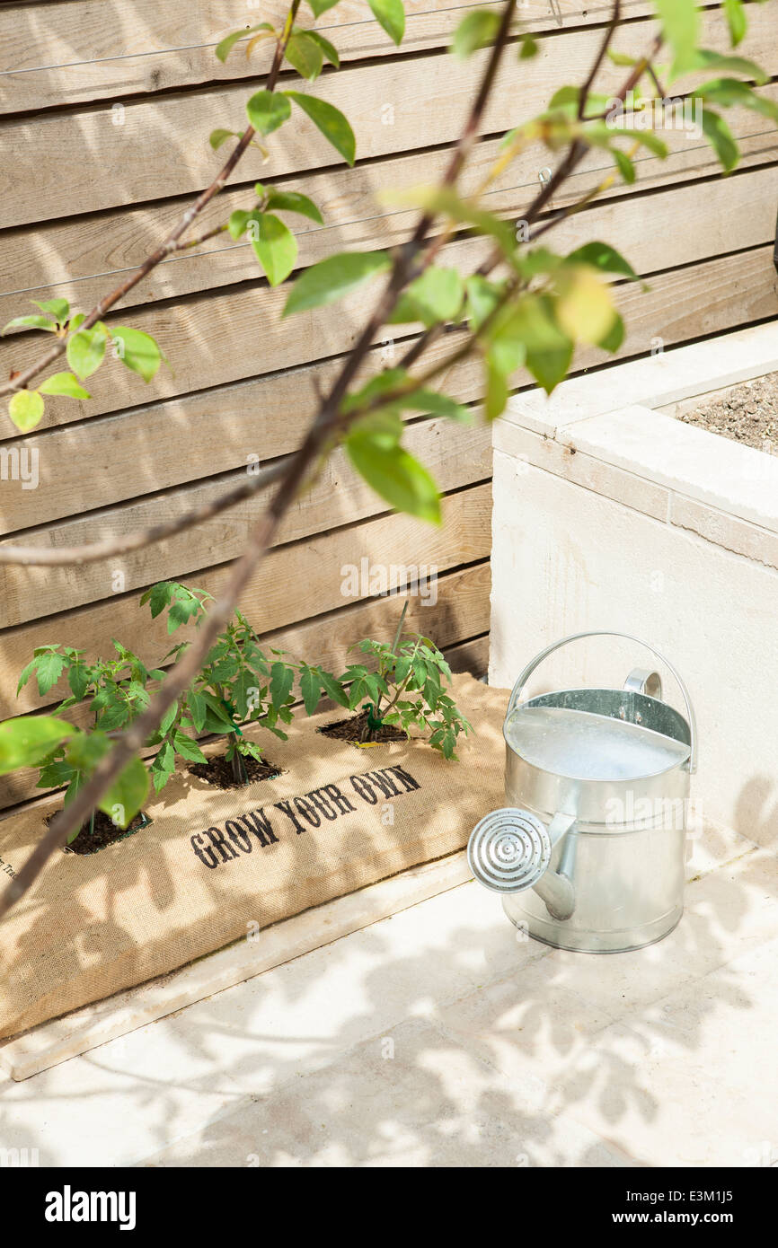 Einige Tomaten wachsen in einer hessischen Tasche, die gedruckt wird mit "grow your own" in einem Hinterhof Stockfoto