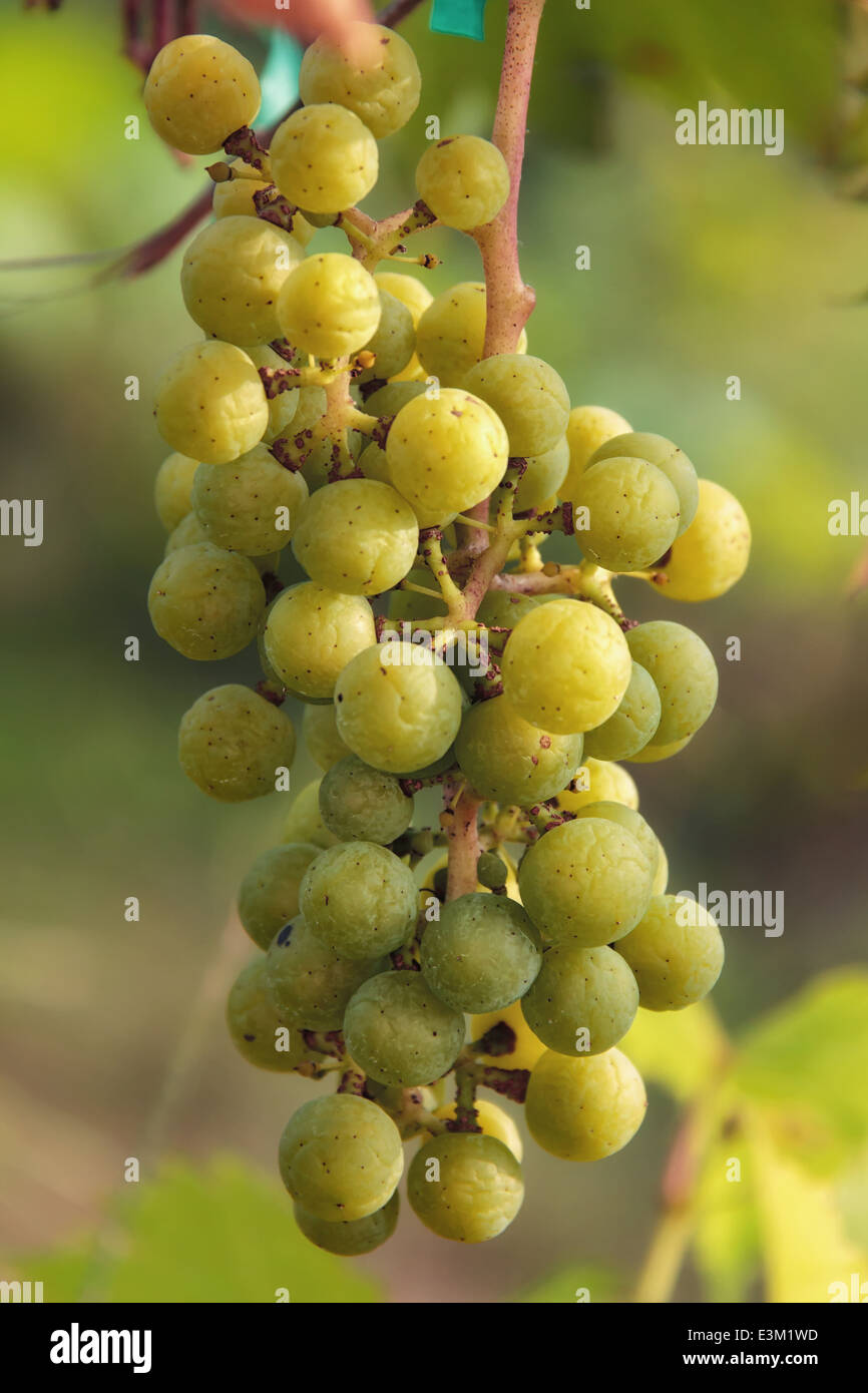 Trauben am Rebstock Stockfoto