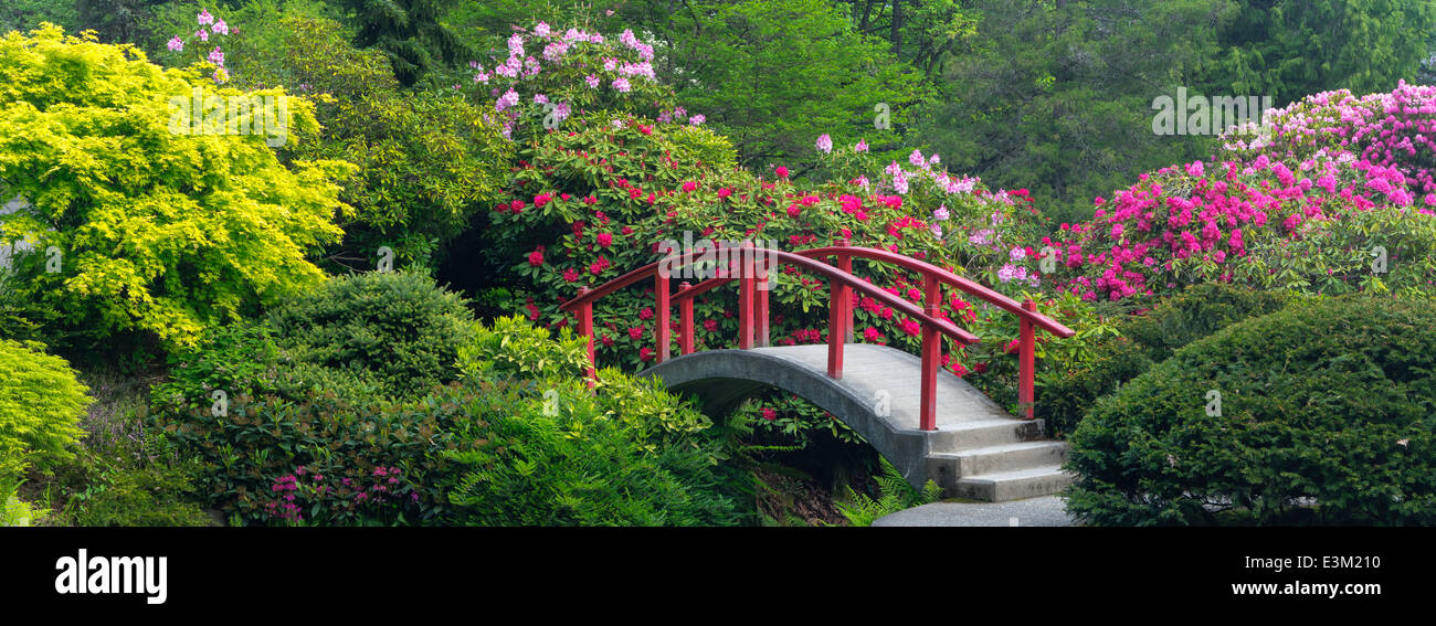 Seattle, WA Kubota Gartenstadt Park, umgeben von blühenden Rhododendron, Mond-Brücke wölbt sich über Teich am Mapes creek Stockfoto