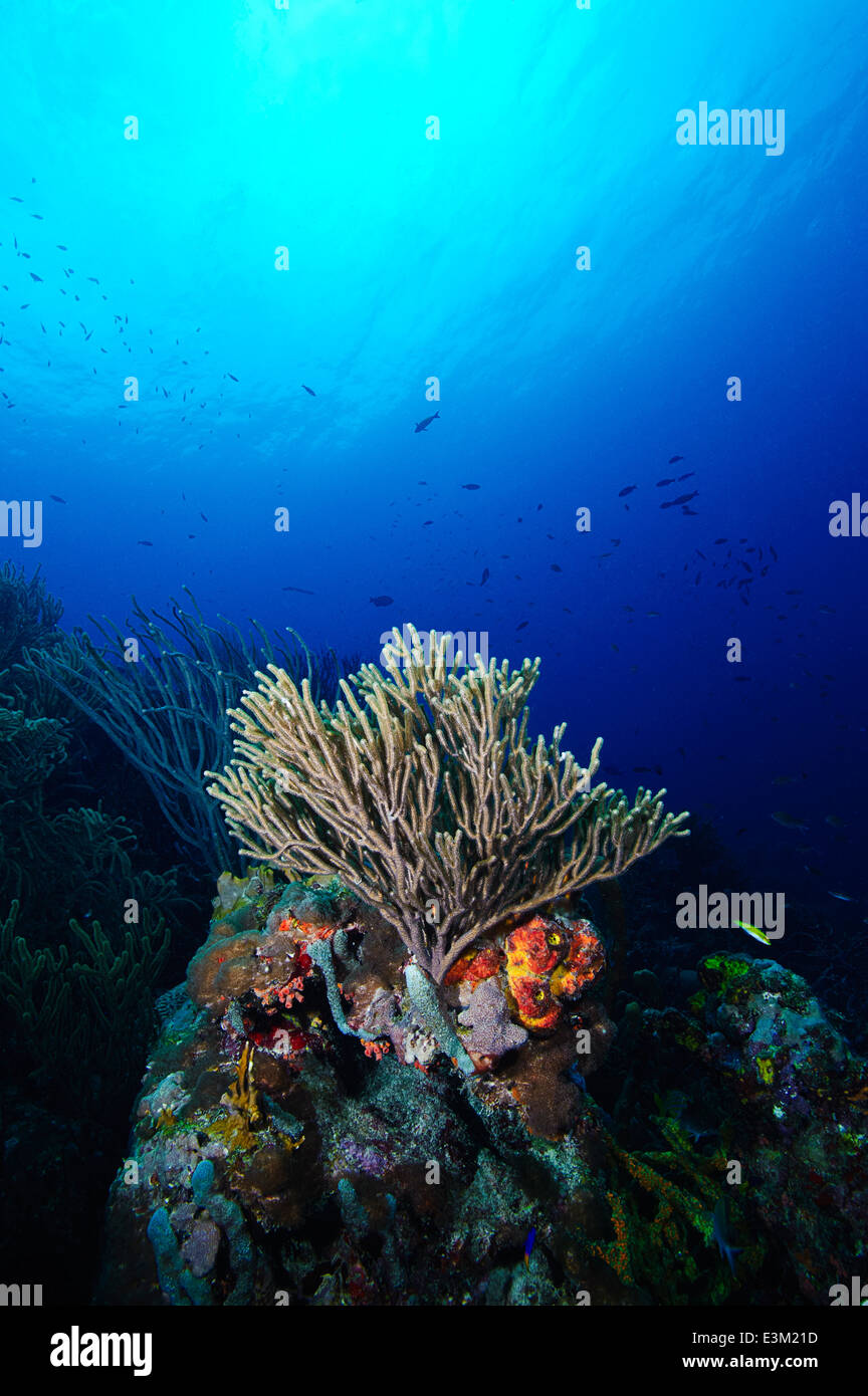 Ein geschwollen-Regler Kandelaber Gorgonien auf ein Riff auf Bonaire, Karibik Südsee, Niederländische Antillen. Stockfoto