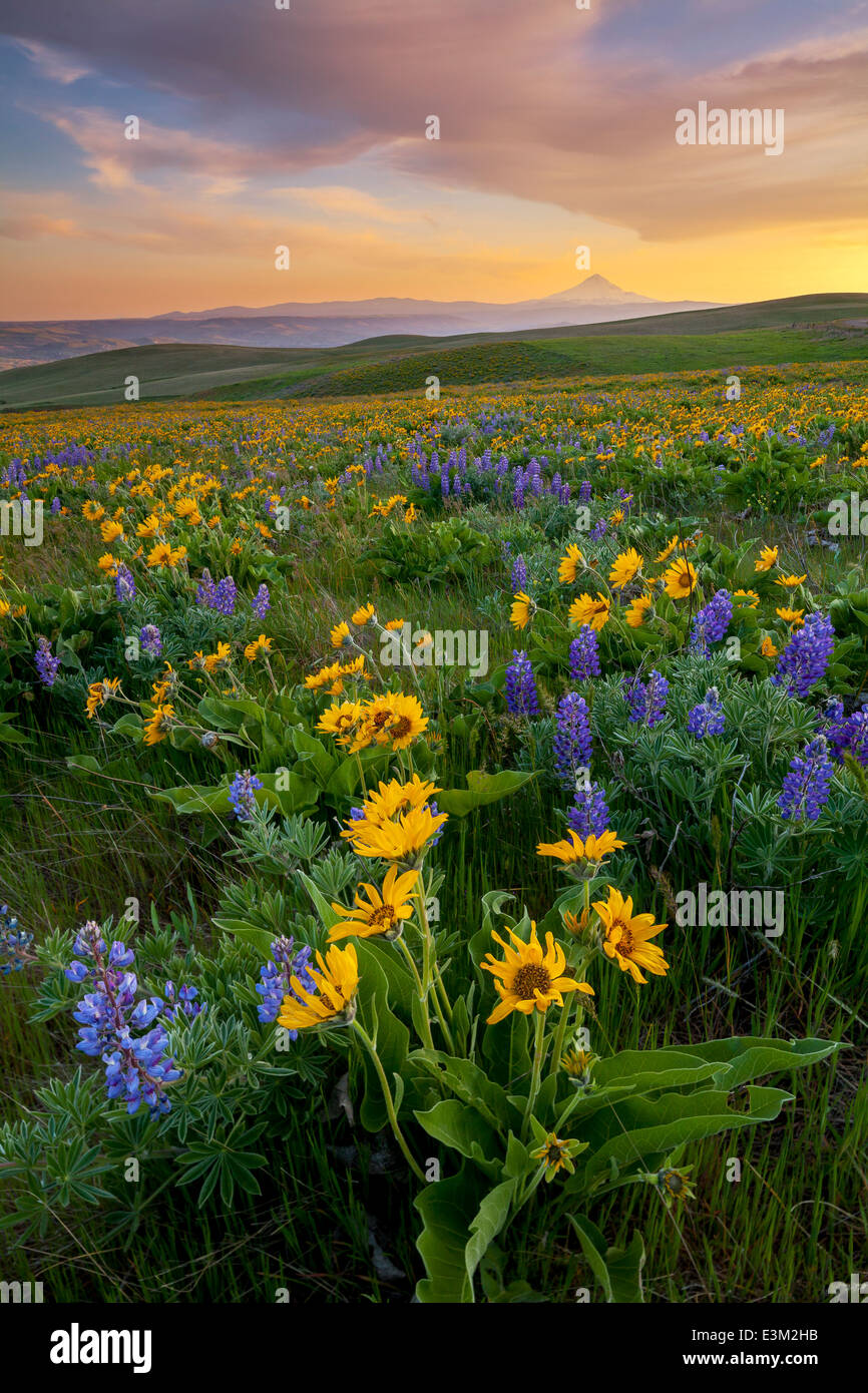 Columbia Hills State Park, Washington: Abendlicht auf Lupine und Balsam Wurzel und Mount Hood über den Columbia River Stockfoto