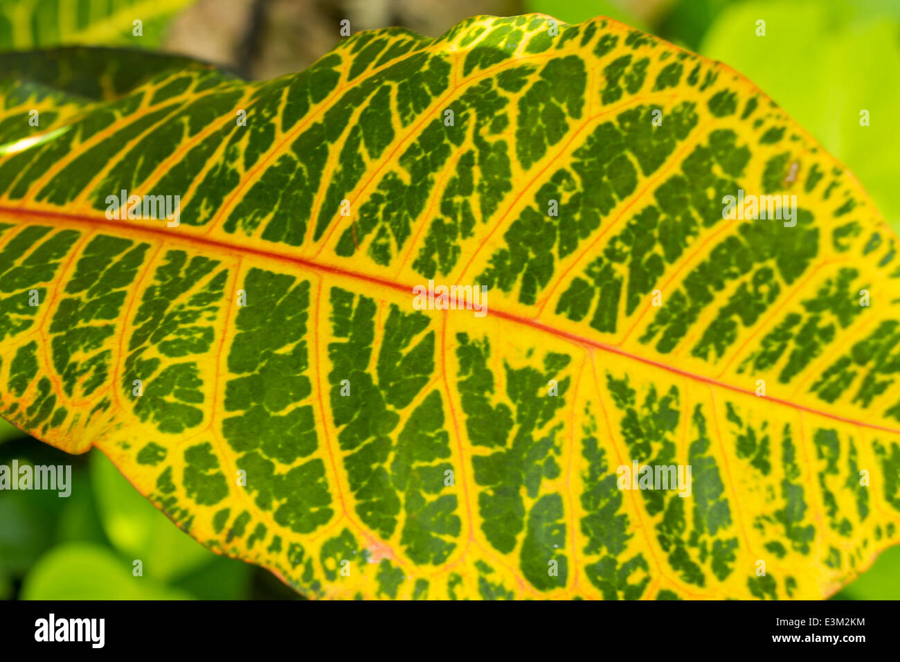 Nahaufnahme einer einzigen roten Hibiskus Knospe auf einem Strauch gerade erst an, ihre Blütenblätter entfalten sind essbar und oft getrocknet oder im Stockfoto