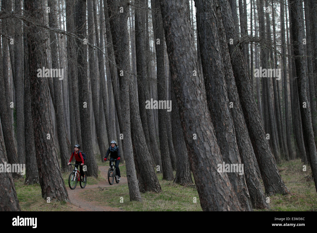 zwei Radfahrer Reiten Mountainbikes durch Kiefernwald in der Nähe von Hanmer Springs, Neuseeland Stockfoto