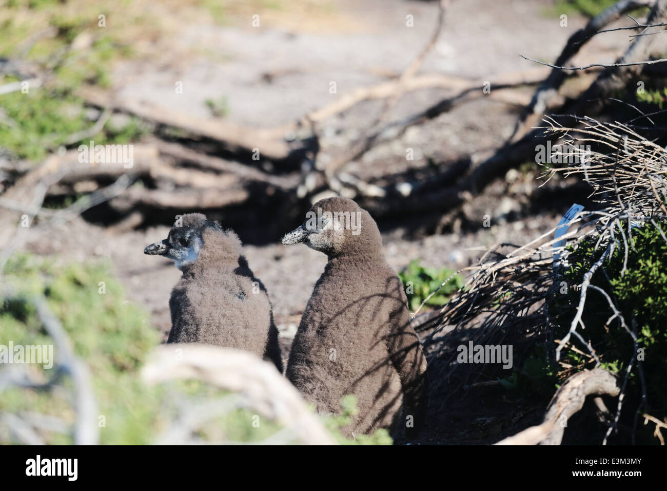 Baby-Pinguine in Stony Point-Pinguin-Kolonie, Bettys Bay Stockfoto