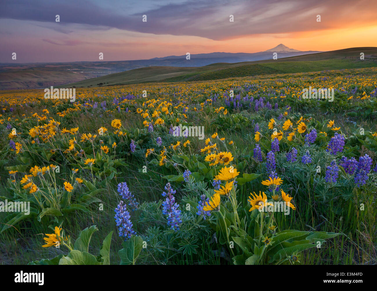 Columbia Hills State Park, Washington: Abendlicht auf Lupine und Balsam Wurzel und Mount Hood über den Columbia River Stockfoto