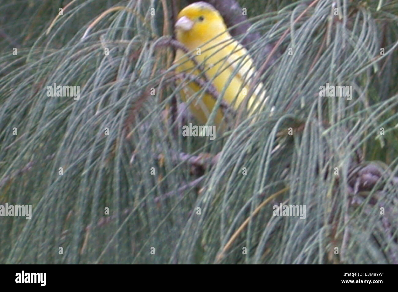 Der gelbe Kanarienvogel, eine eingeführte Art, hat sich in verschiedenen Regionen etabliert und beeinflusst oft die einheimischen Ökosysteme. Obwohl er klein und hell gefärbt ist, konkurriert er mit einheimischen Arten um Ressourcen und Lebensraum. Stockfoto