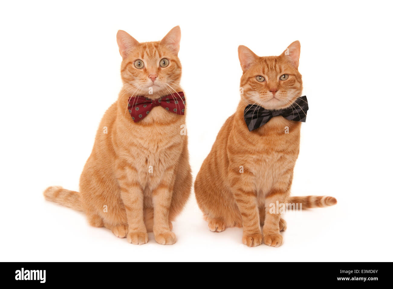 Zwei Ingwertee Katzen tragen Krawatte Bögen Stockfoto
