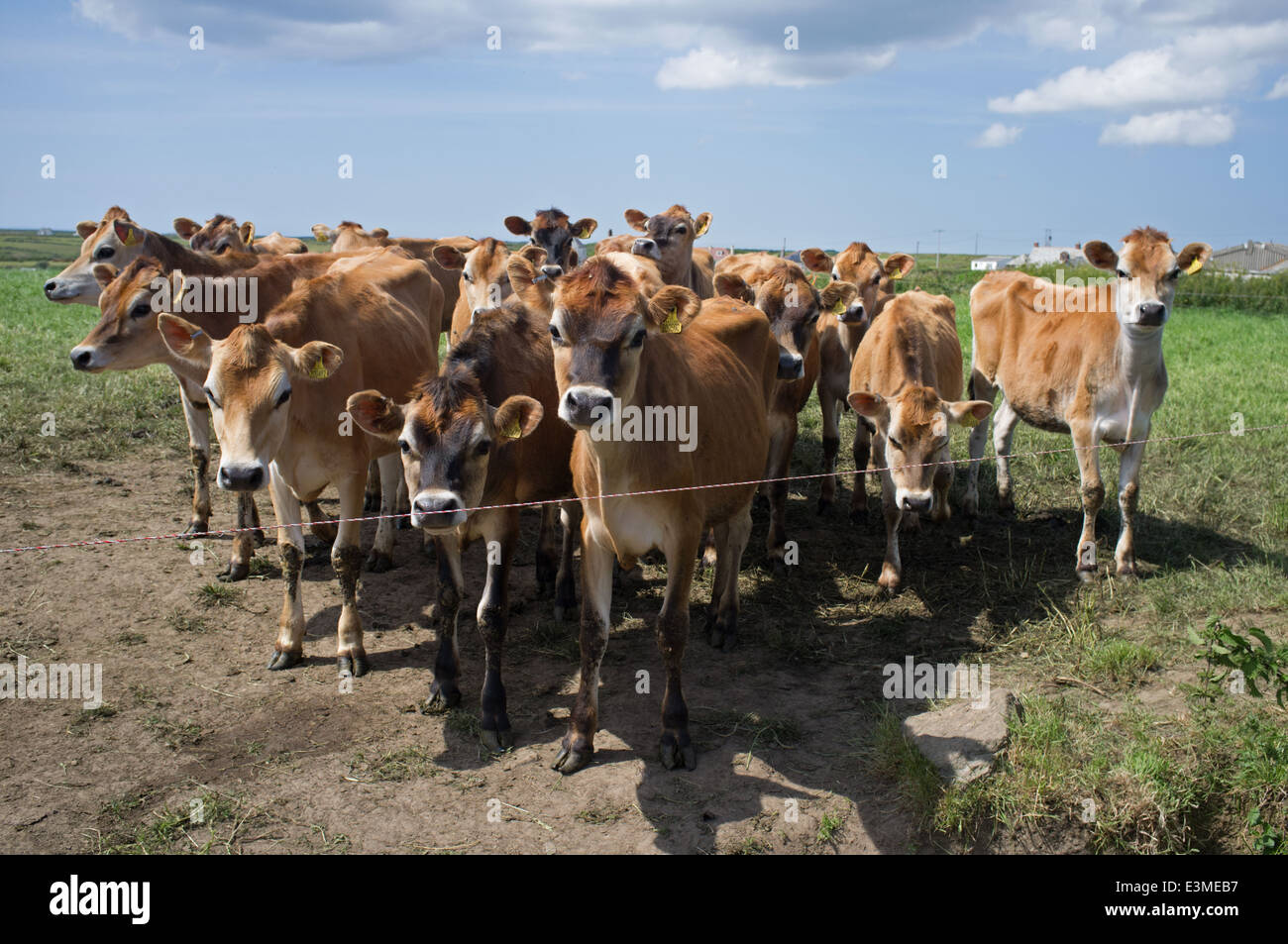 Junge Jersey Kühe in einem Cornish Feld Stockfoto