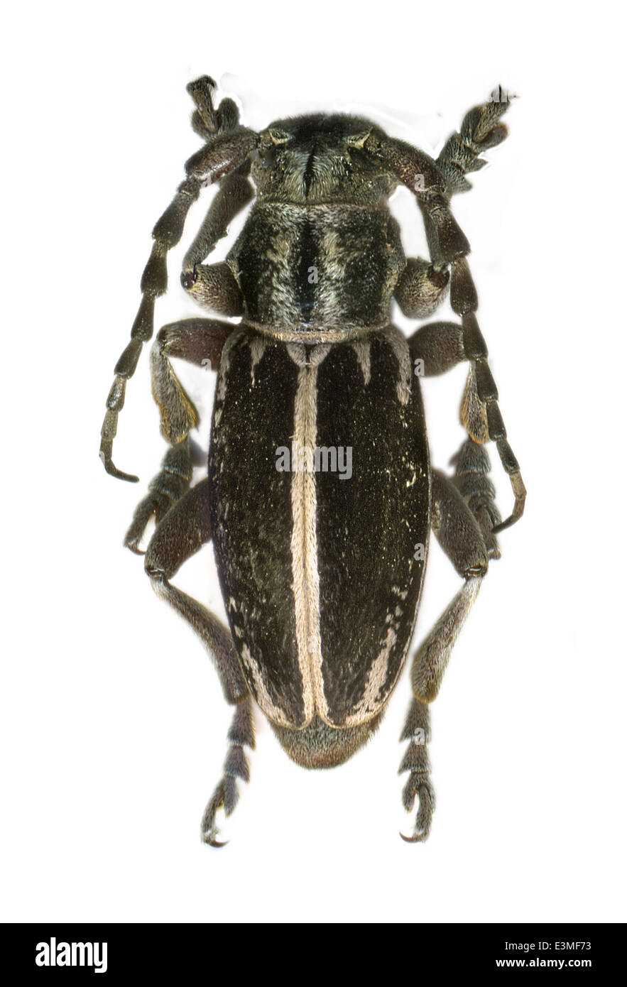 Coleoptera; Cerambycidae; Iberodorcadion Fuentei; Männlich; PIC 1899; Stockfoto