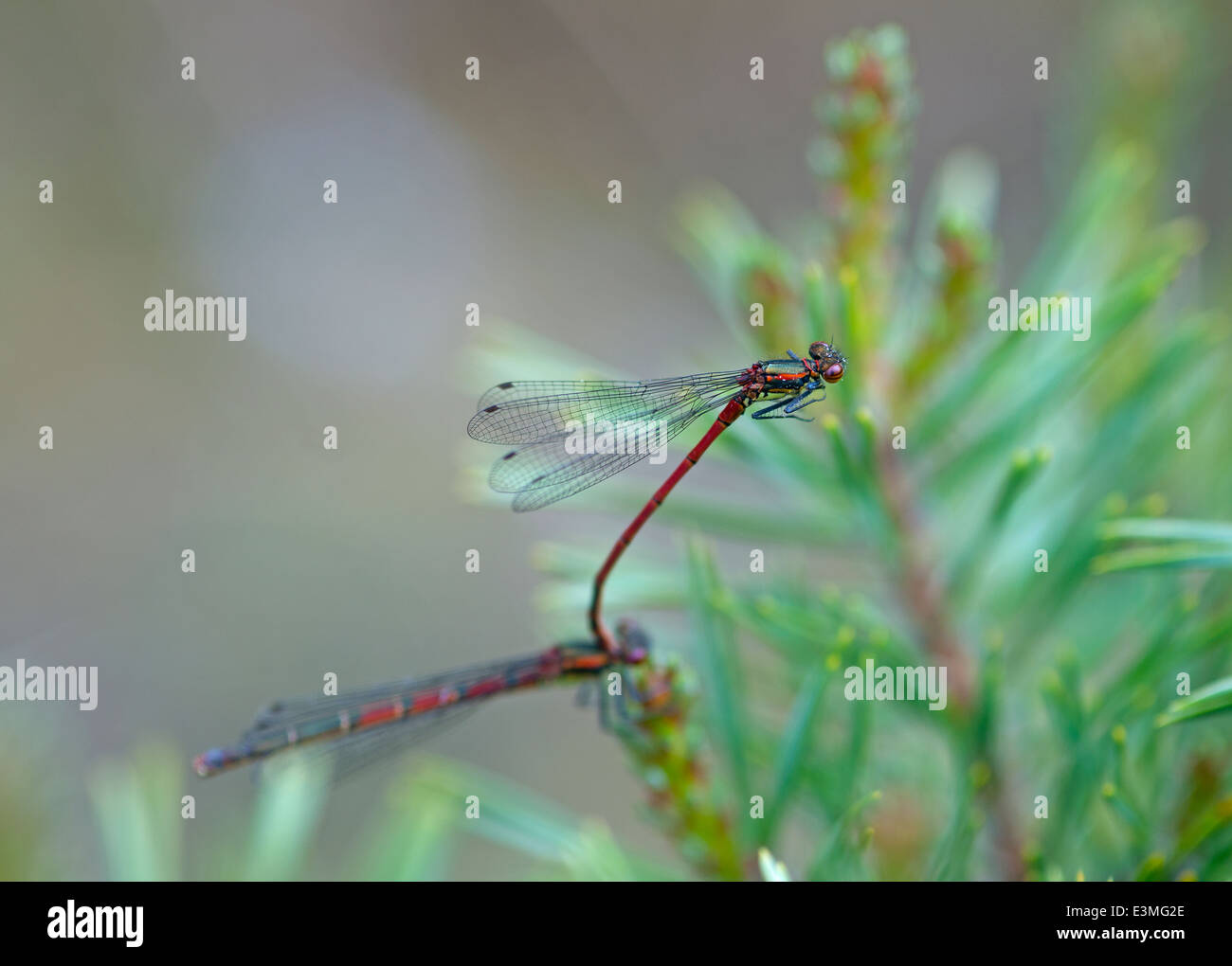 Die großen roten Damselfly (Pyrrhosoma nymphal) gepaart eine europäischen Insekt.  SCO 9091. Stockfoto