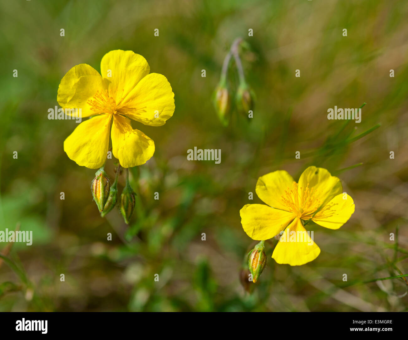 Gemeinsamen Rock Rose, Helianthemum Nummularium. Stockfoto