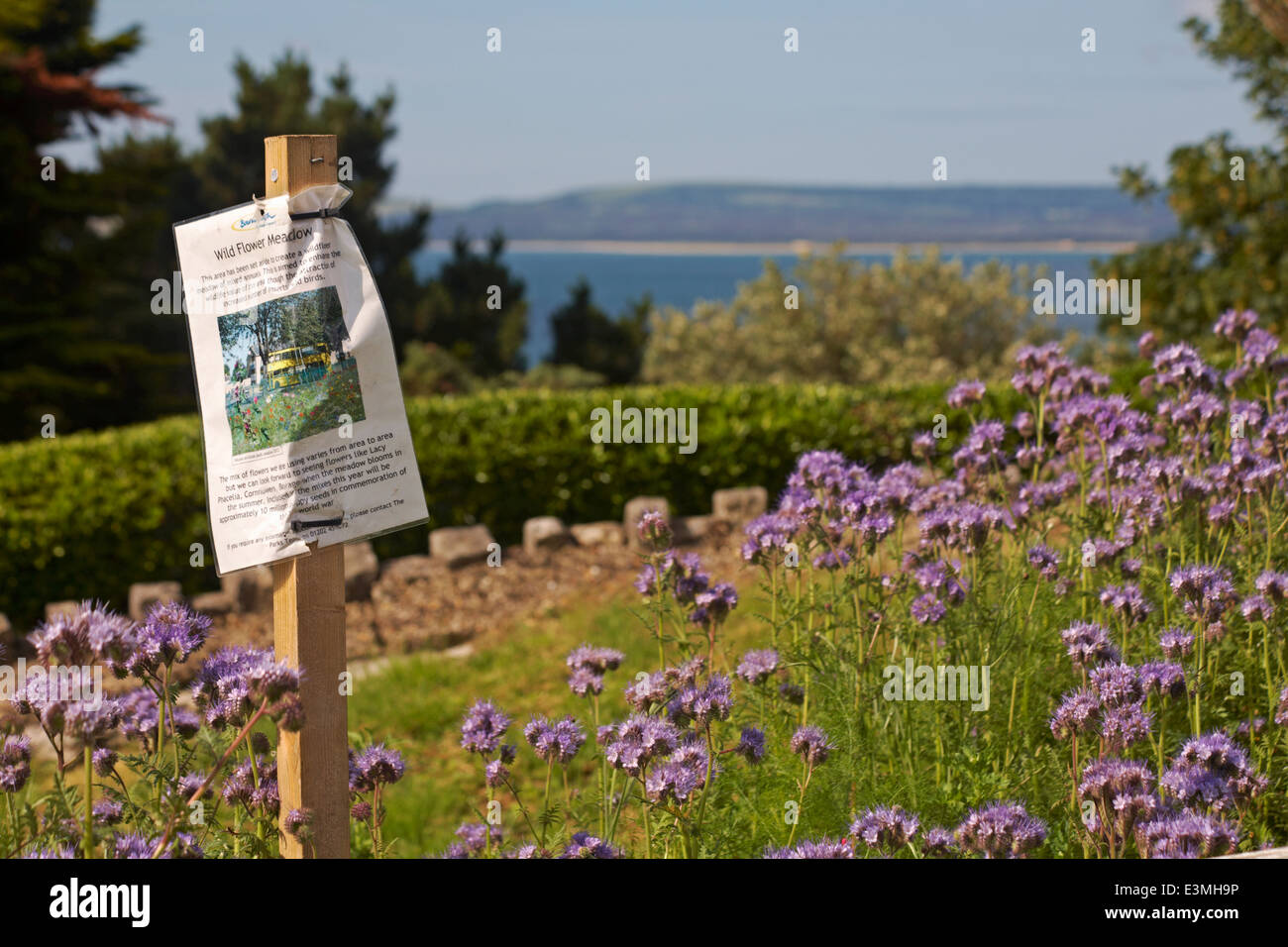 Wildblumenwiese auf Clifftops bei Alum Chine, Bournemouth, Dorset UK im Juni - Gründünger blüht Pflanzen Phacelia tanacetifolia Stockfoto