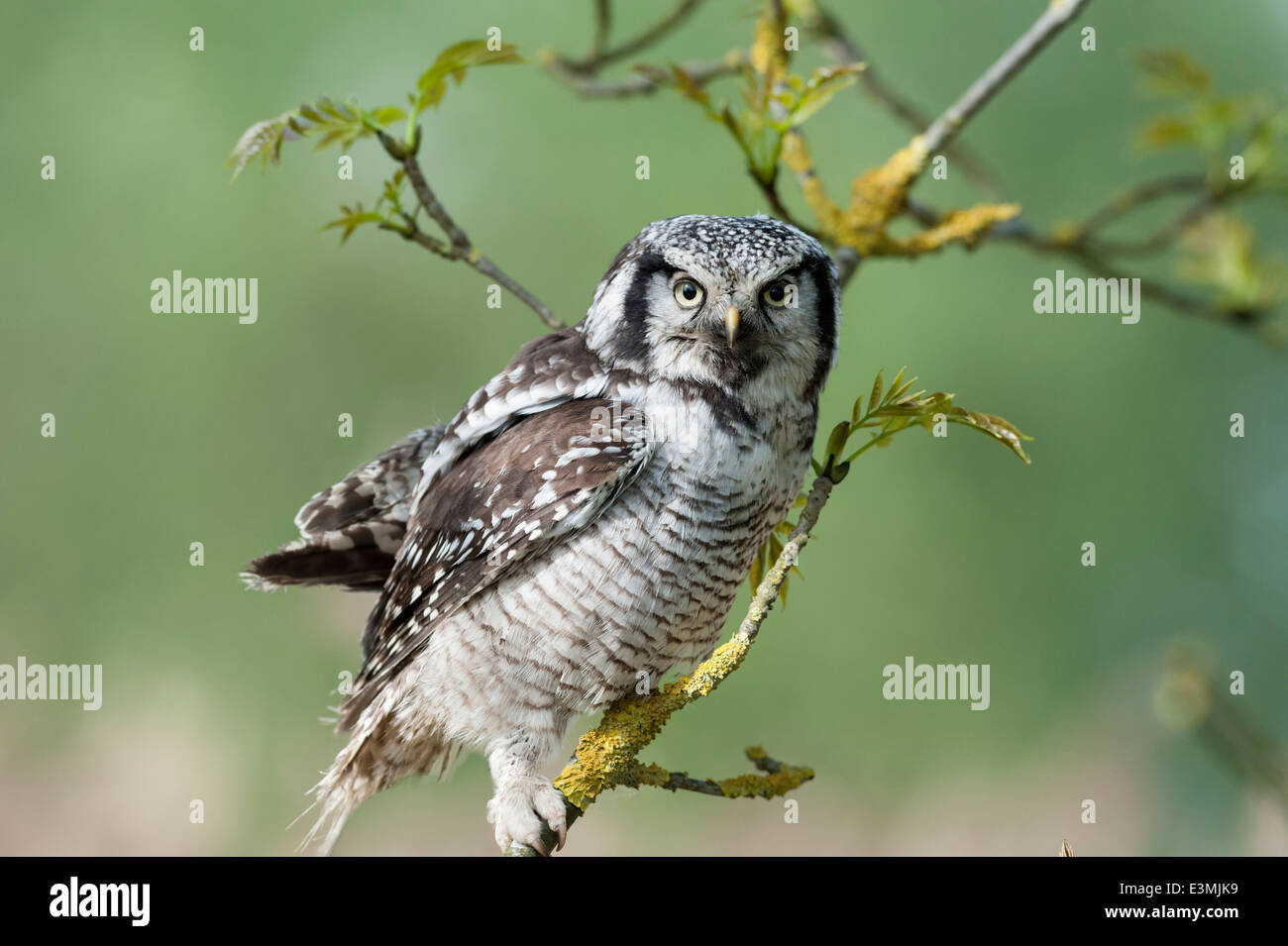 Northern Hawk Owl Stockfoto